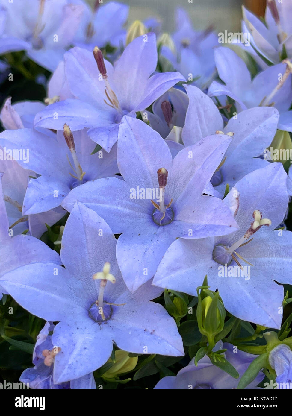Mauve flowers. Stock Photo