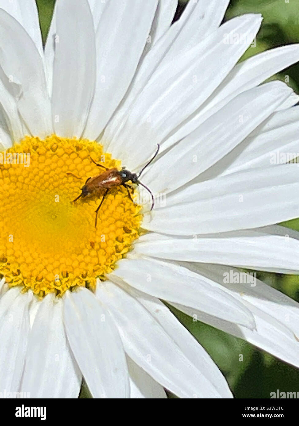 Insect on daisy flower. - Smartphone Captured Stock Image
