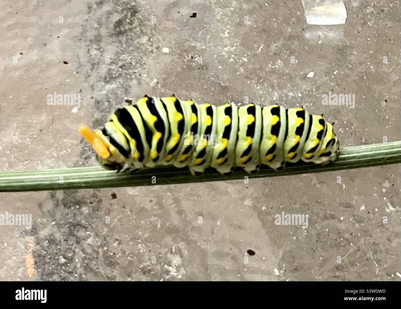 Swallowtail caterpillar with horns Stock Photo Alamy