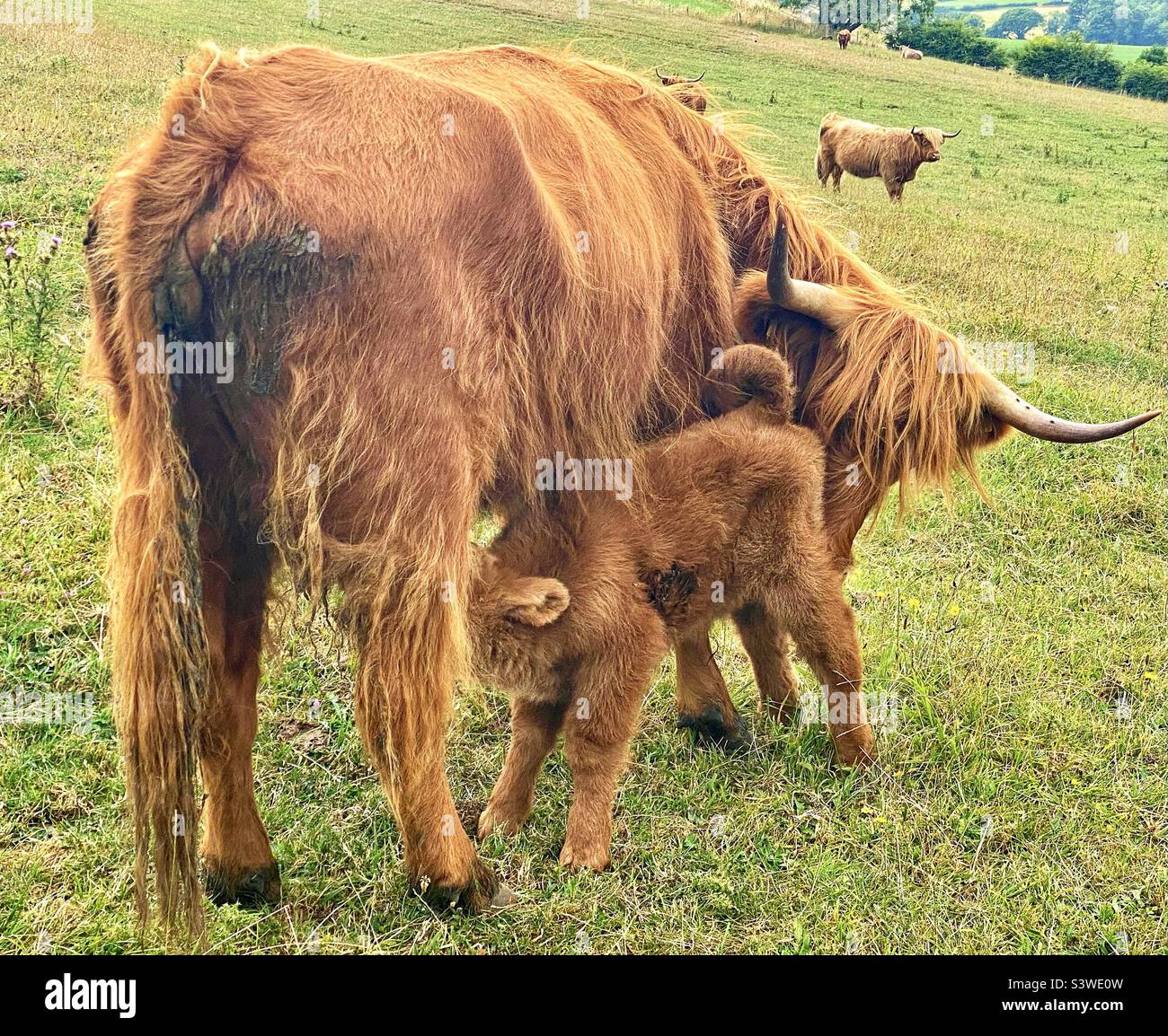 Highland cattle in dorset Stock Photo