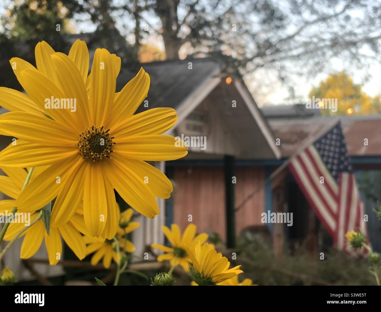 Black-eyed Susan flower with USA flag in background. - Smartphone Captured Stock Image