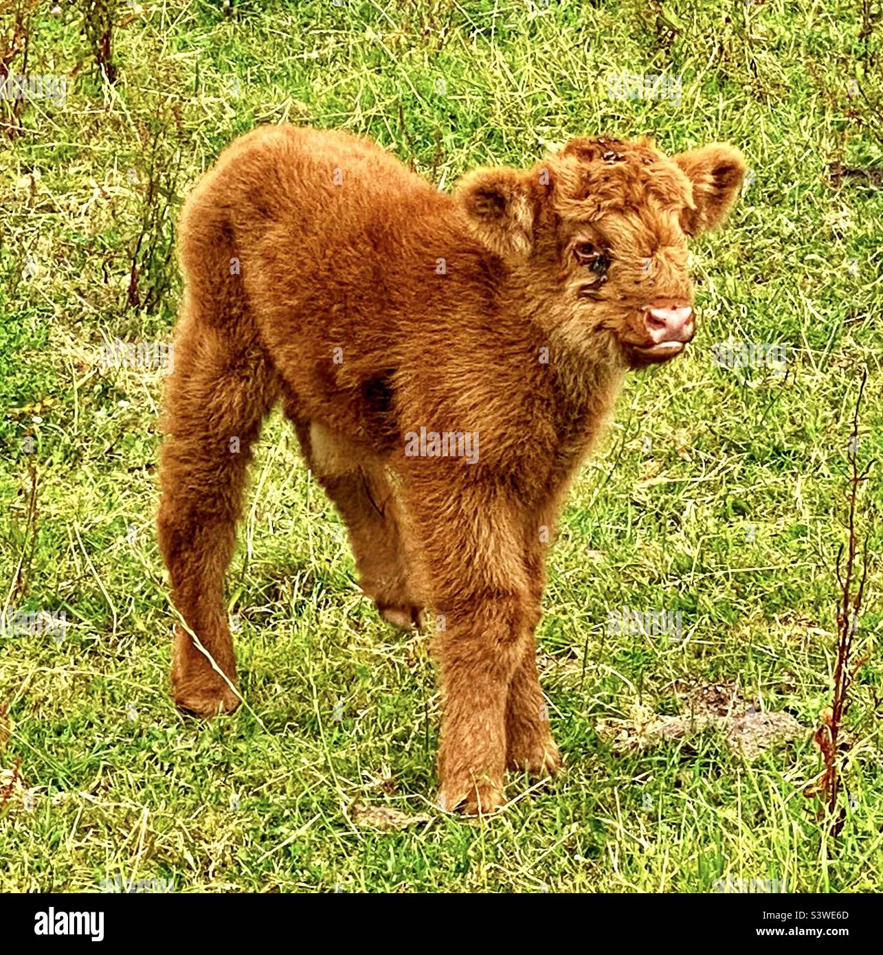 Highland calf in dorset Stock Photo