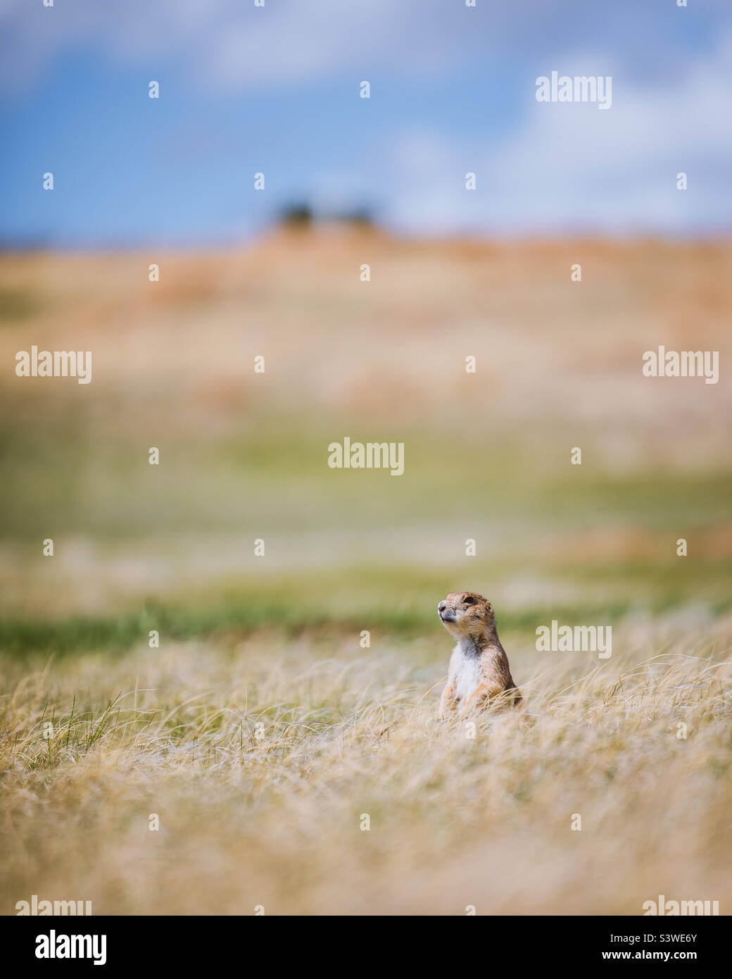 Prairie Dog in Badlands National Park - Smartphone Captured Stock Image