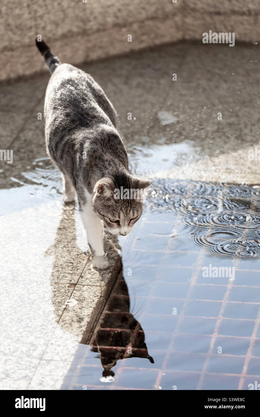 Cute stray cat in the fountain in summer Stock Photo
