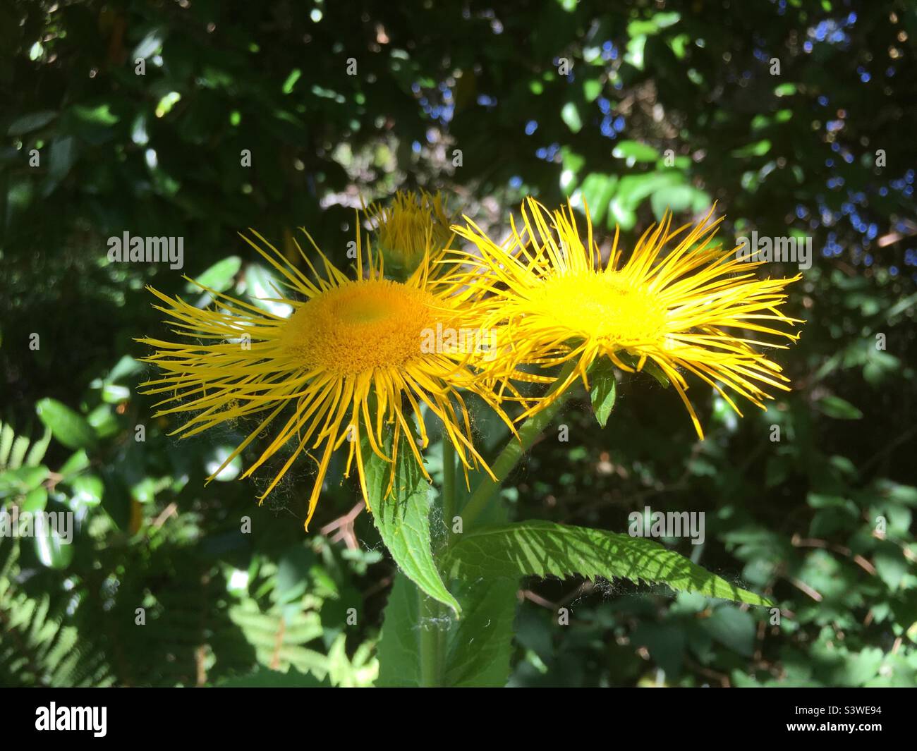 flower,, yellow, golden, sky, blue sky, summer, , beauty Stock Photo