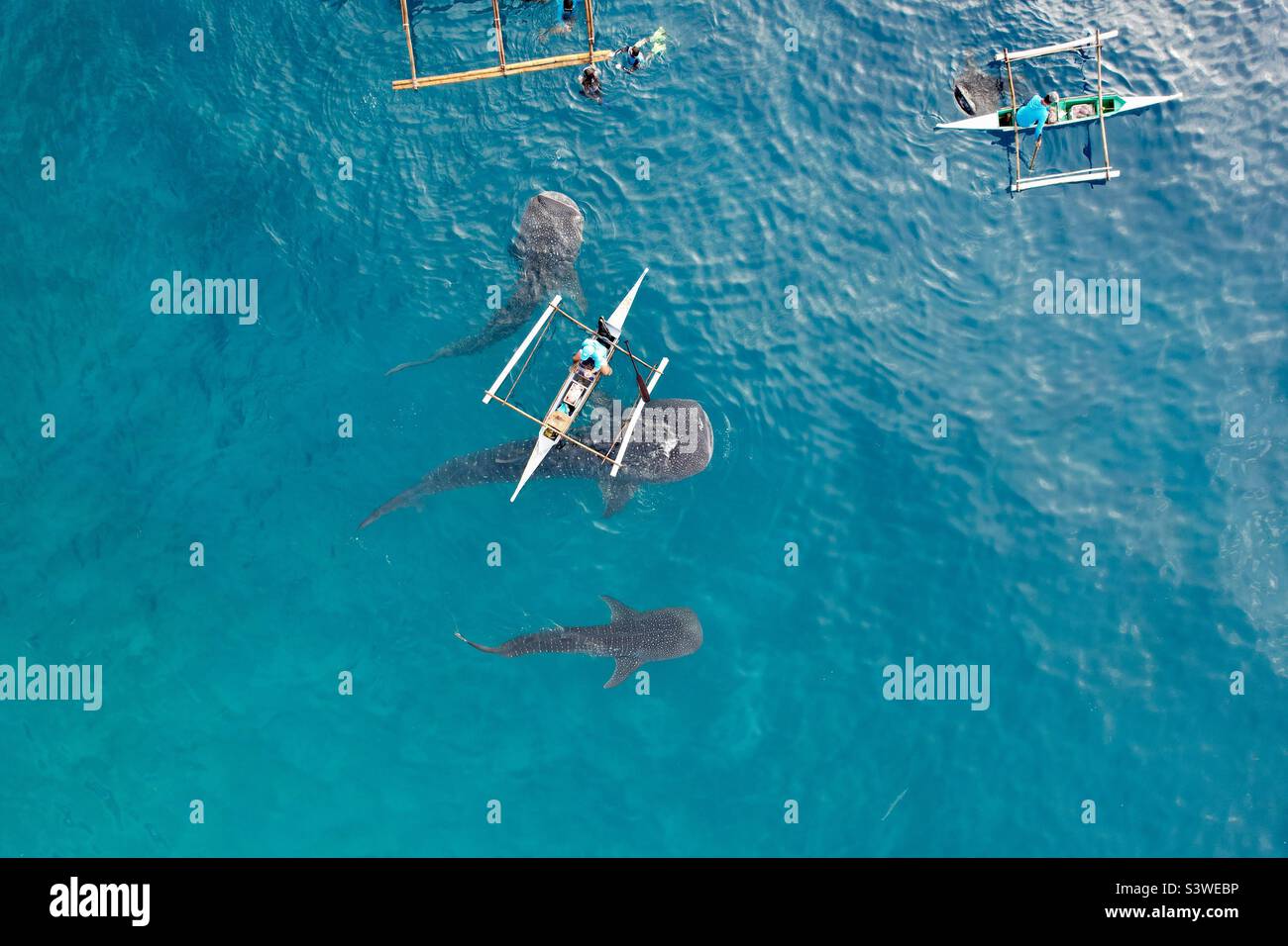 An aerial shot of swimming with the whale sharks. Experience the adventure and thrill of being up close with the gentle giants of the sea. Stock Photo