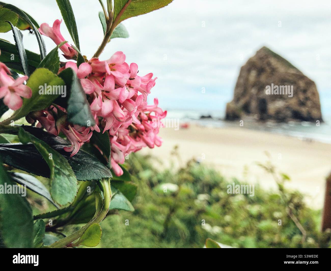 Pink Koreanspice viburnum with Haystack Rock in background Stock Photo