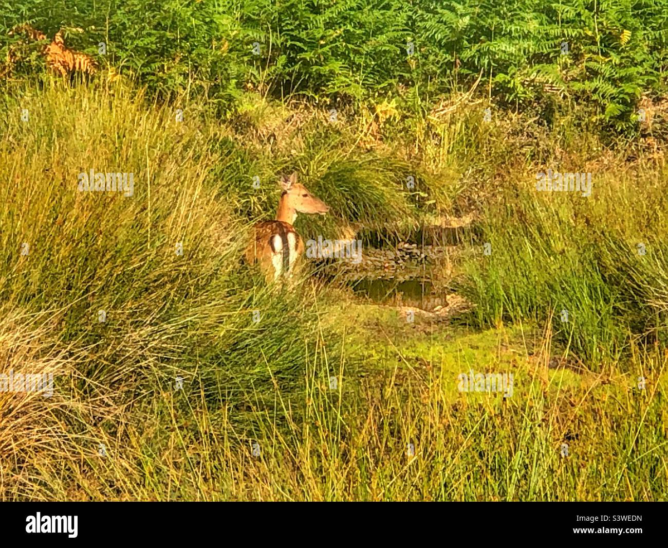 Fallow deer next to stream dying up in a drought in the New Forest National Park - Smartphone Captured Stock Image