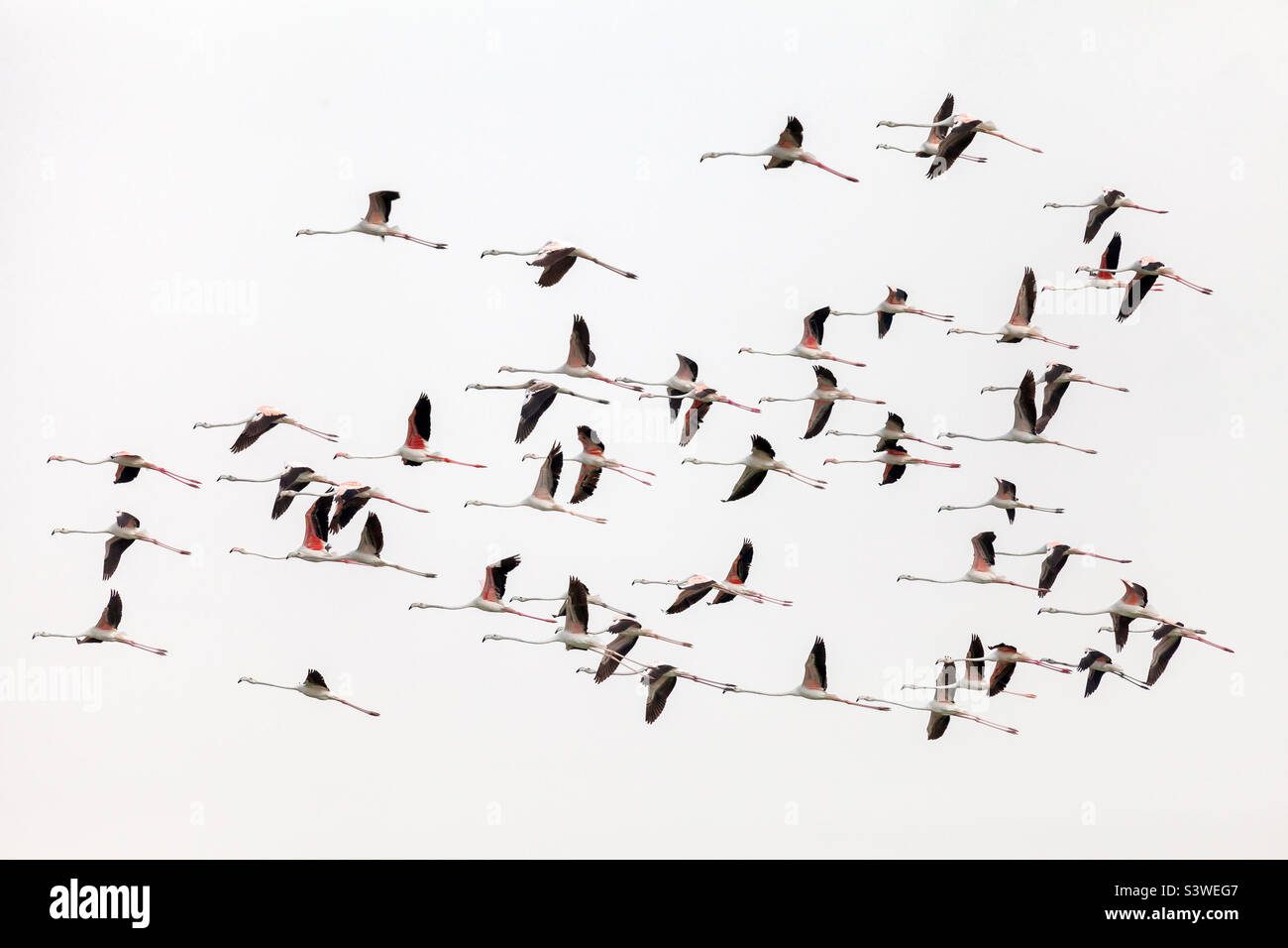 Flock of flamingos flying in the sky in Dubai, rare sight - Smartphone Captured Stock Image