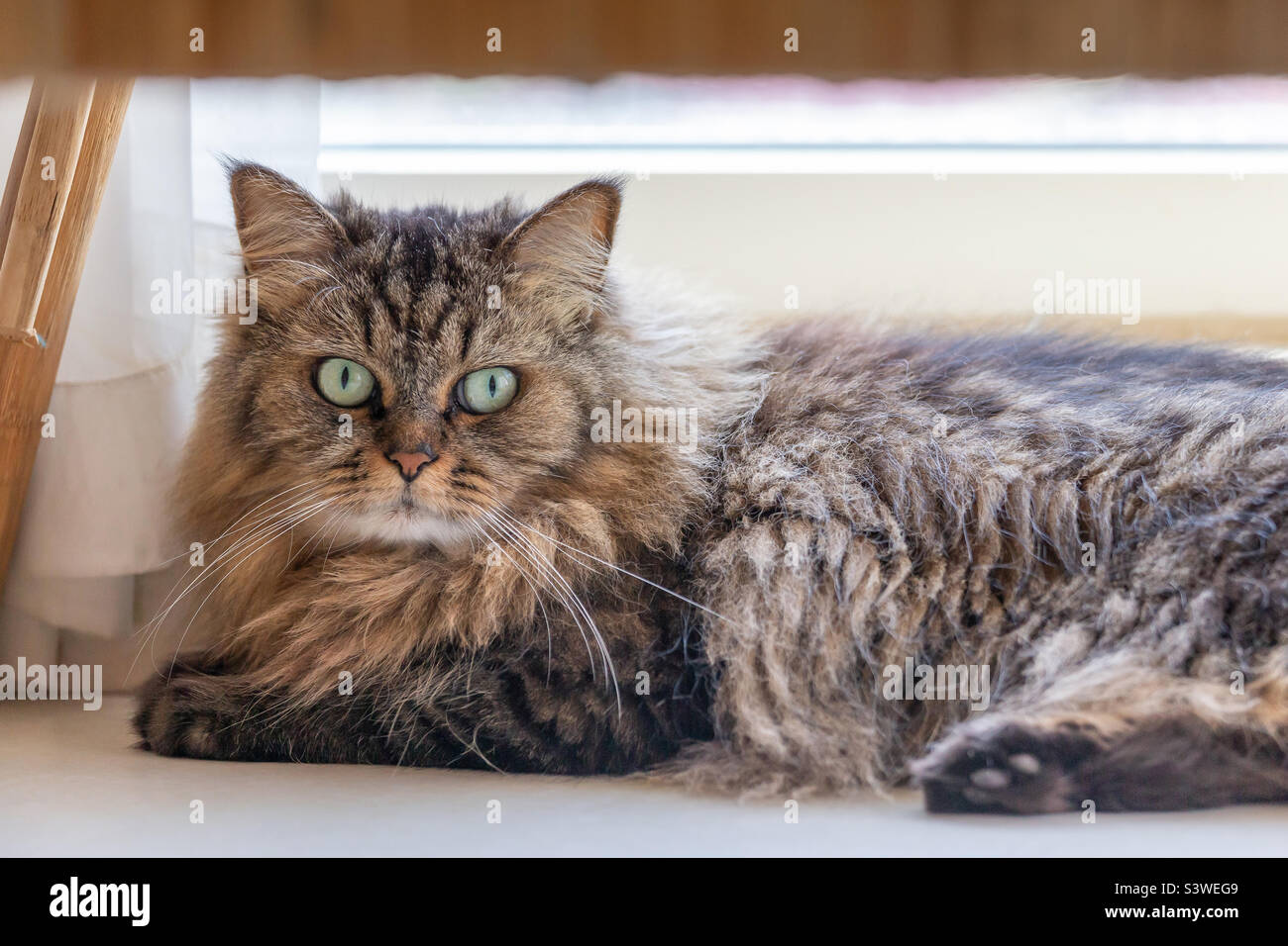 Cute fluffy domestic cat portrait Stock Photo