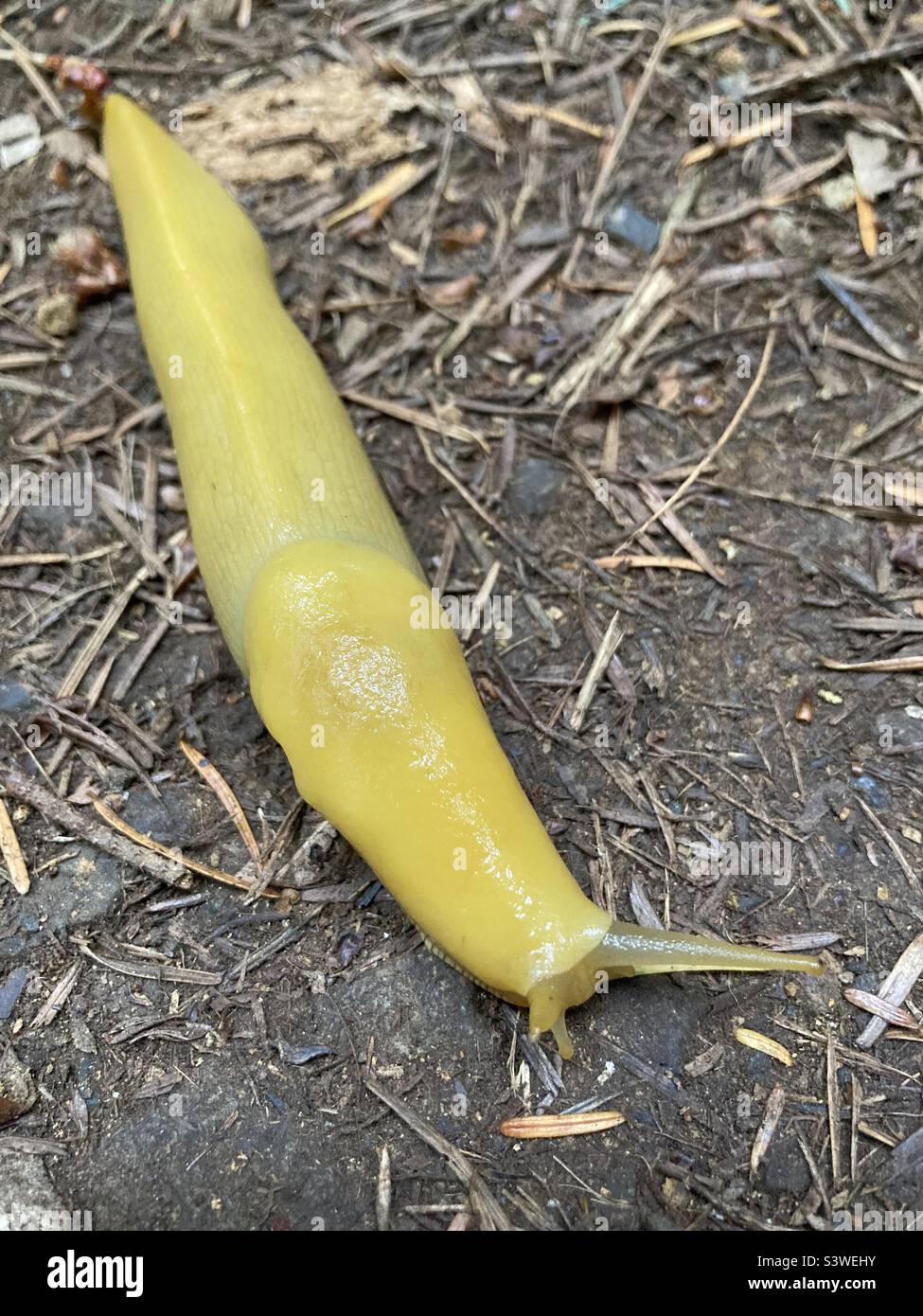 Banana Slug Oregon Stock Photo