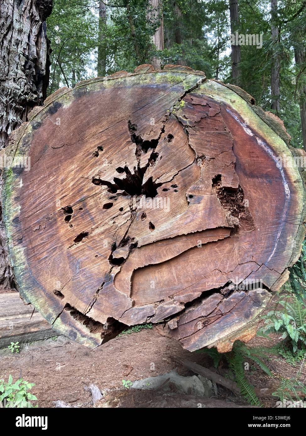 Dendrochronology redwood hi-res stock photography and images - Alamy