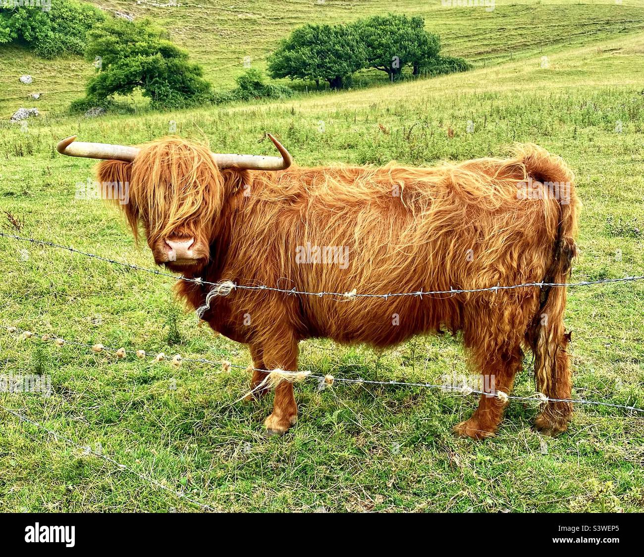 Highland cow in dorset Stock Photo