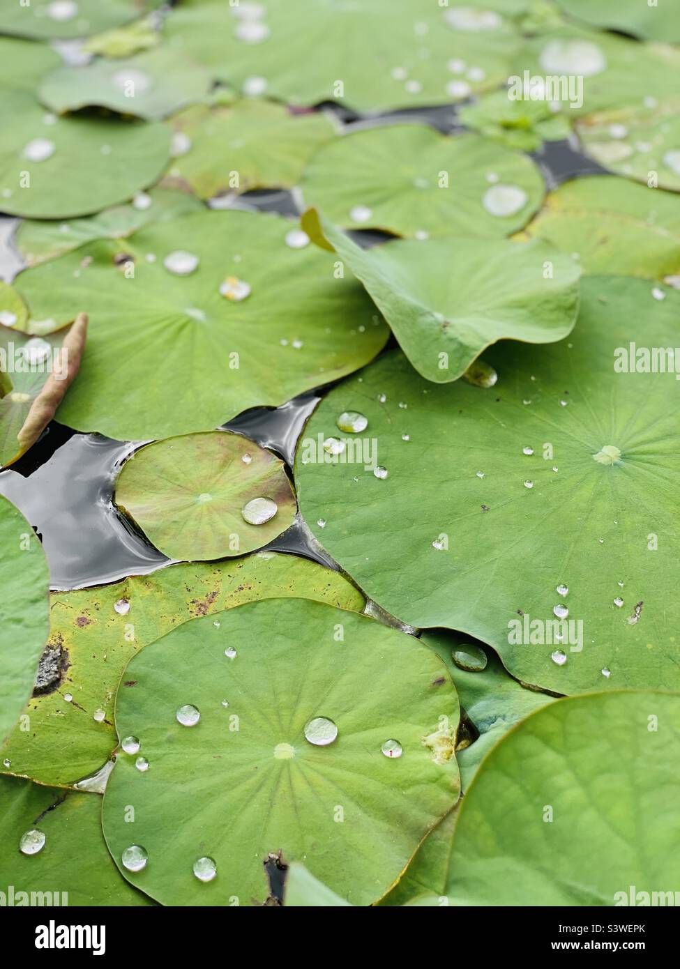 Water drops on lily pads - Smartphone Captured Stock Image
