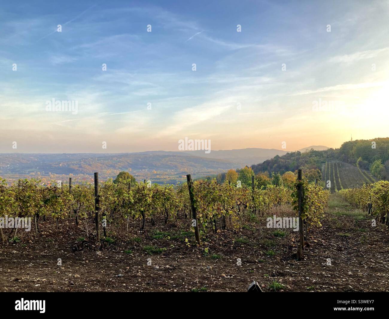 autumn colors in the vineyard on the hill. Topola, Serbia Stock Photo