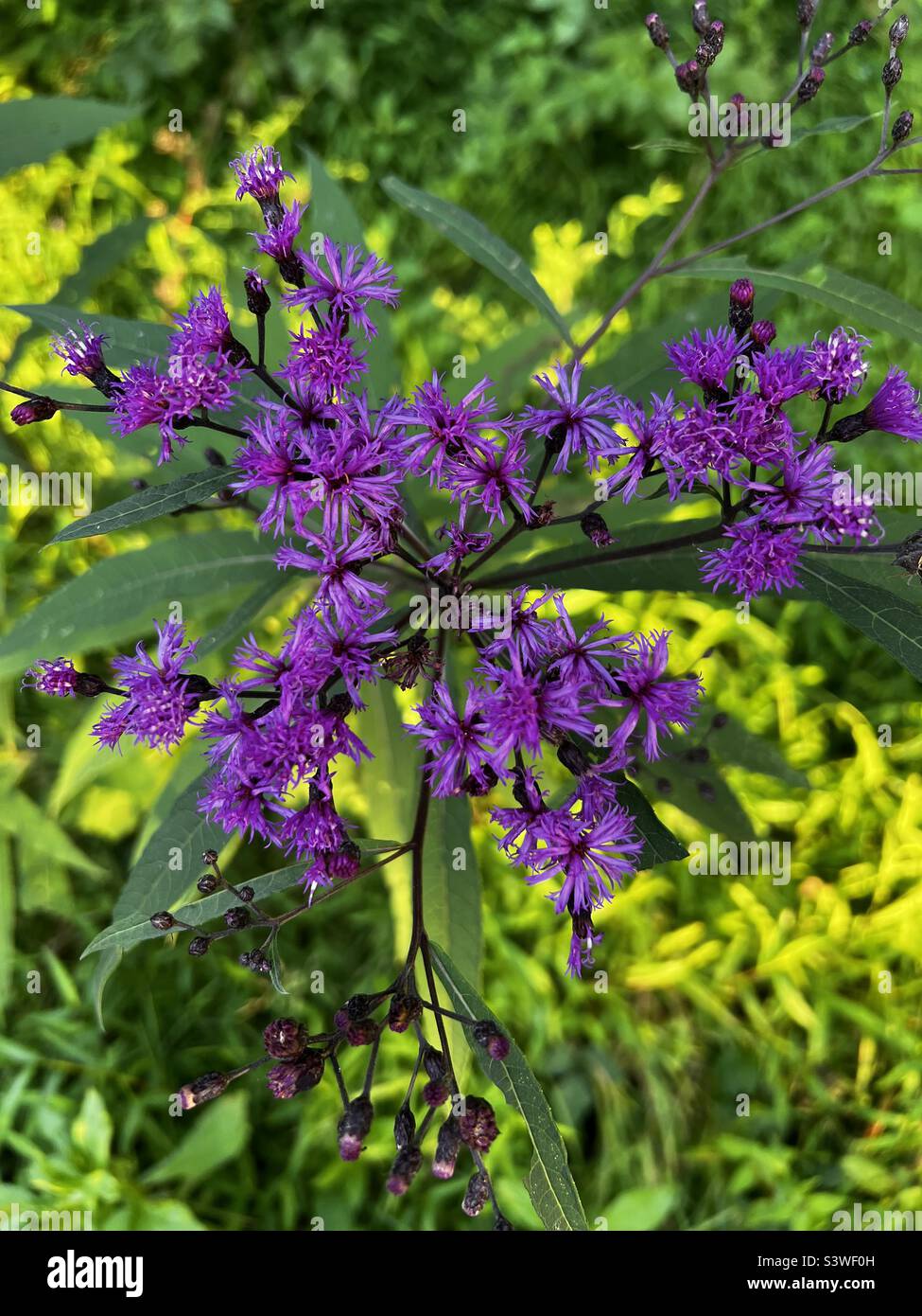 Iron weed, Aliquippa, PA, 2022 Stock Photo Alamy