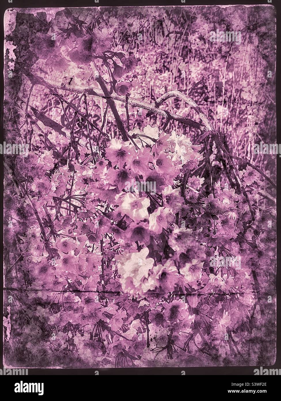 Grunge and age effects have been added digitally to a recent image of a Weeping Cherry tree in bloom in the springtime in a local front yard in Utah, USA. - Smartphone Captured Stock Image