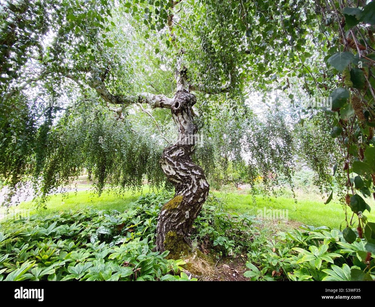 Young's weeping birch tree. Stock Photo