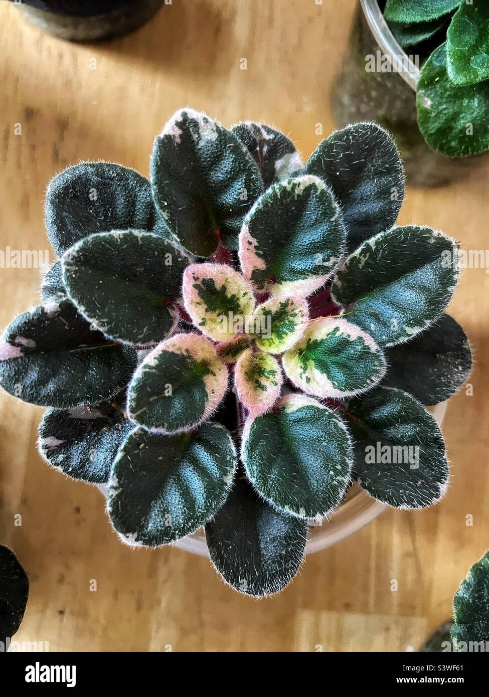 Top down view of a variegated African violet. - Smartphone Captured Stock Image