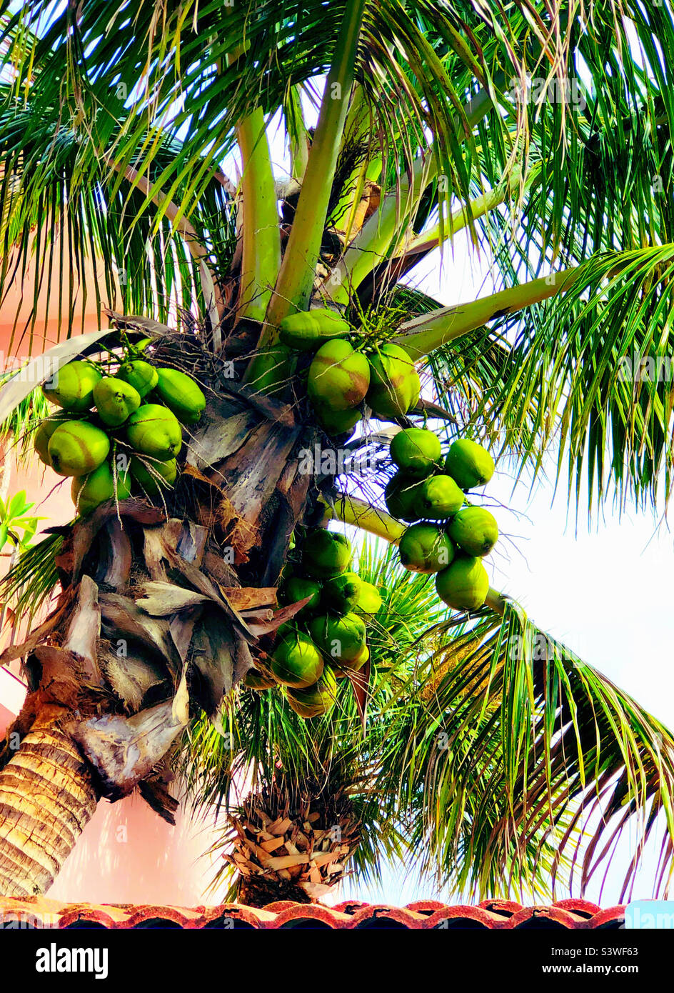 A coconut palm tree in Florida Stock Photo