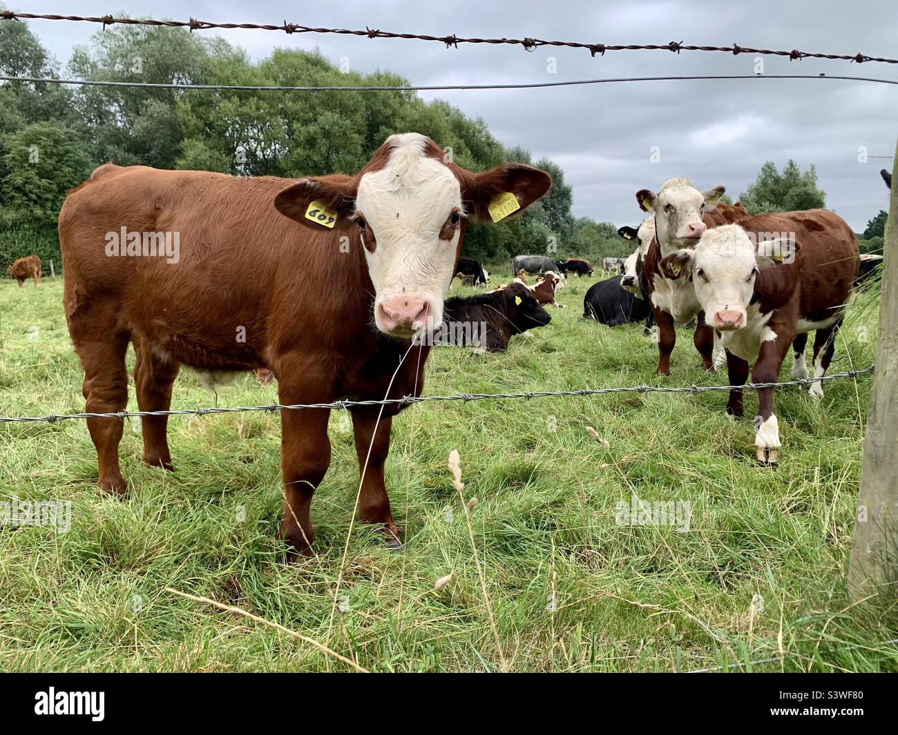 Jersey cows behind barbed wire in The Cotswolds Stock Photo Alamy
