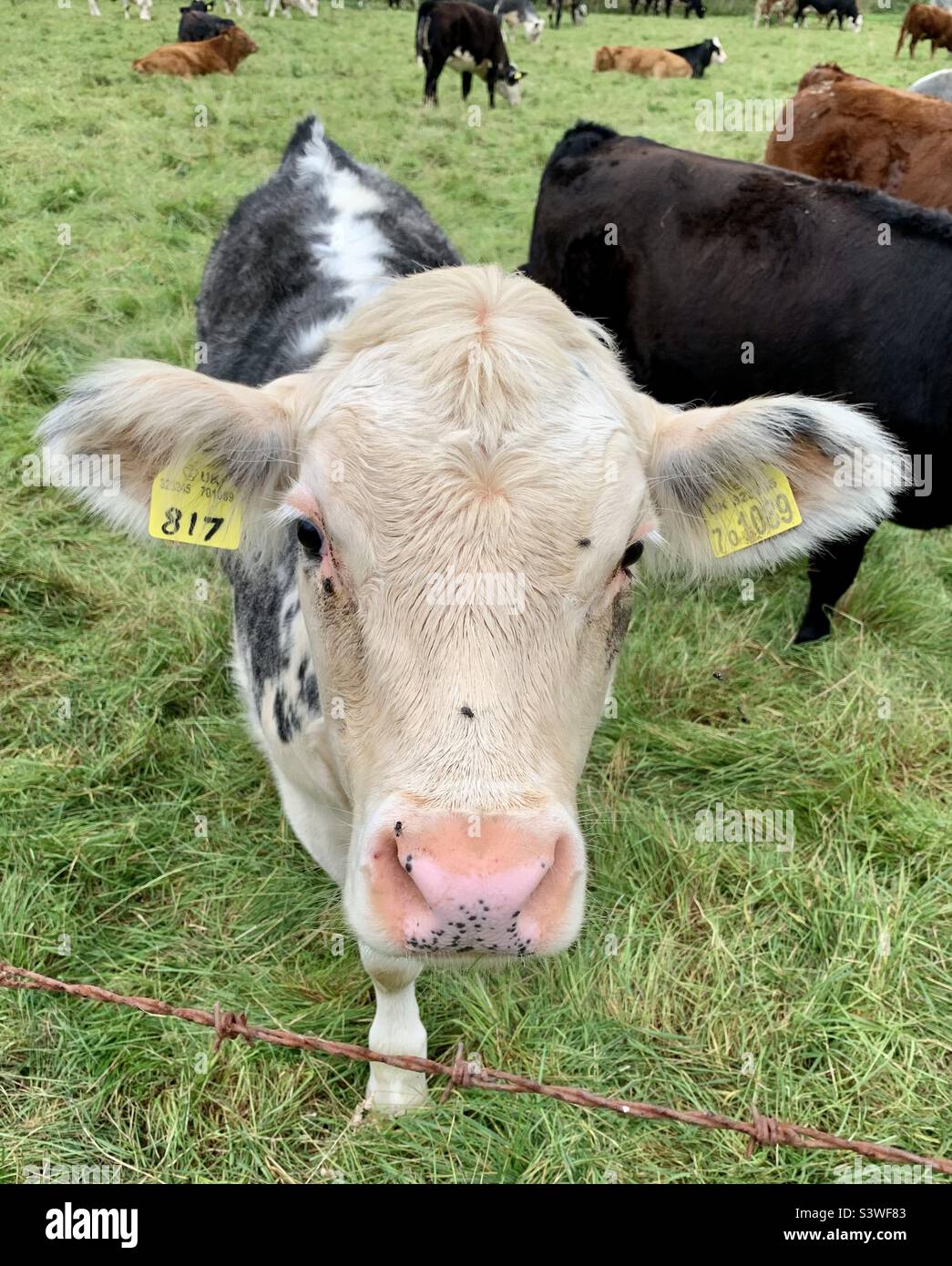 Calf head close-up - Smartphone Captured Stock Image