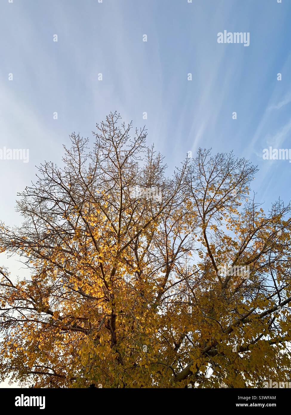 Tree with gold leaves against blue sky with wispy clouds - Smartphone Captured Stock Image
