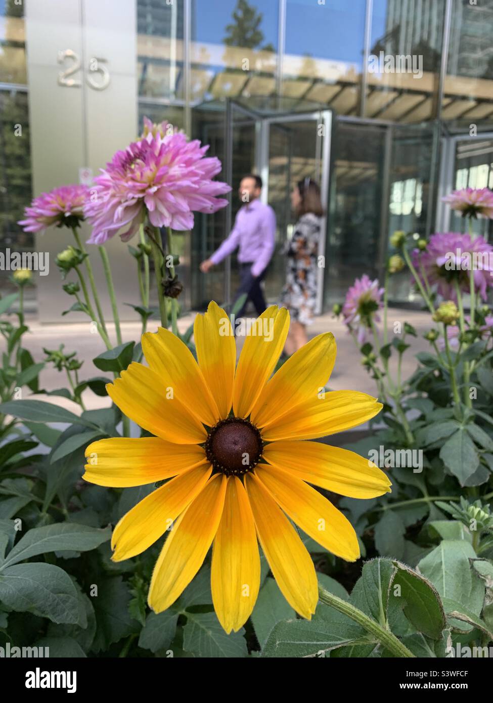 Flowers at bank street Canary Wharf docklands Stock Photo Alamy
