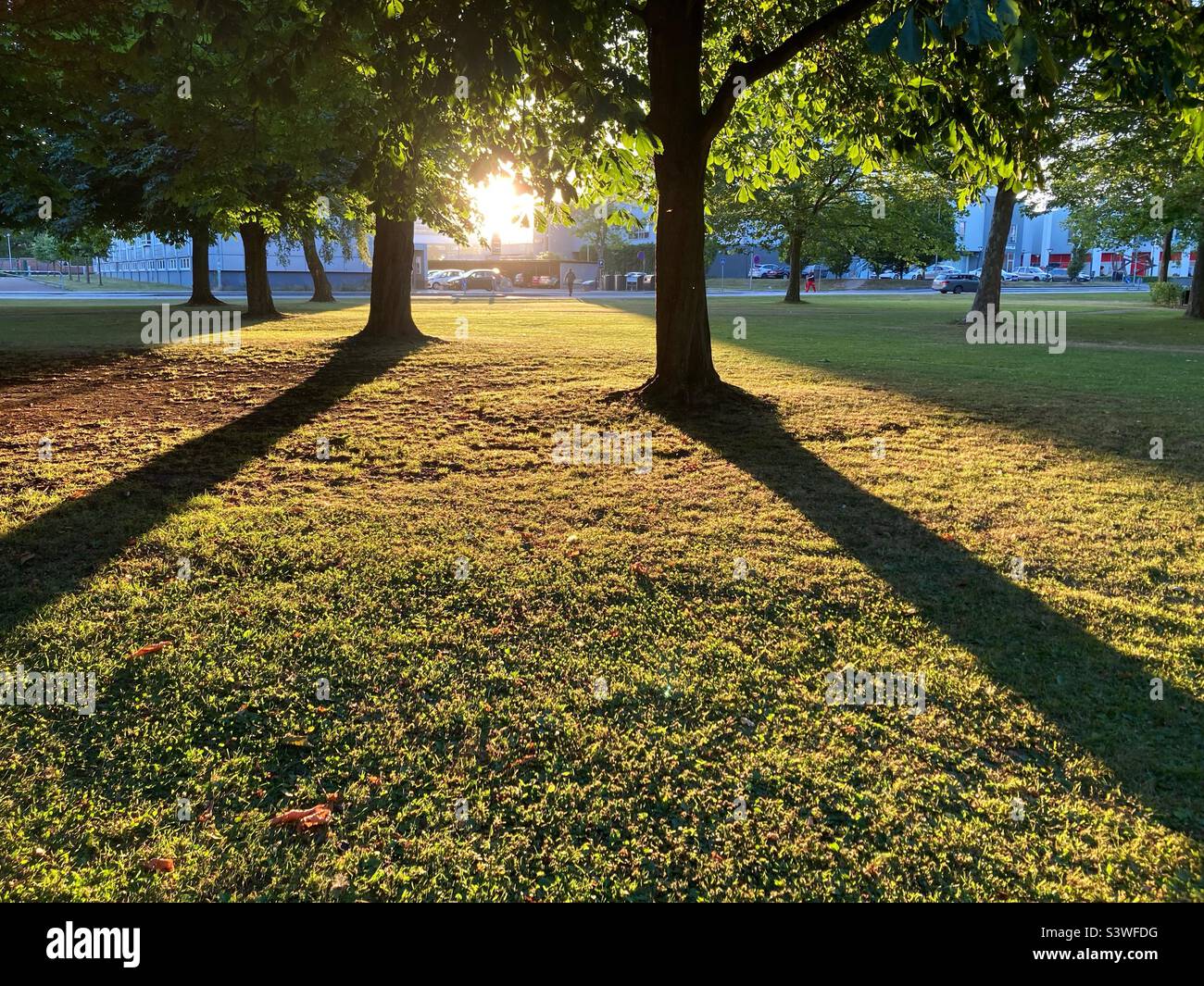 Trees with Long Shadows in the Evening sun on Nygårds Plads, Brondby, Copenhagen, Denmarko Stock Photo