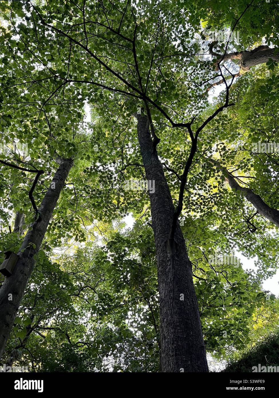 Tall trees in summer Stock Photo