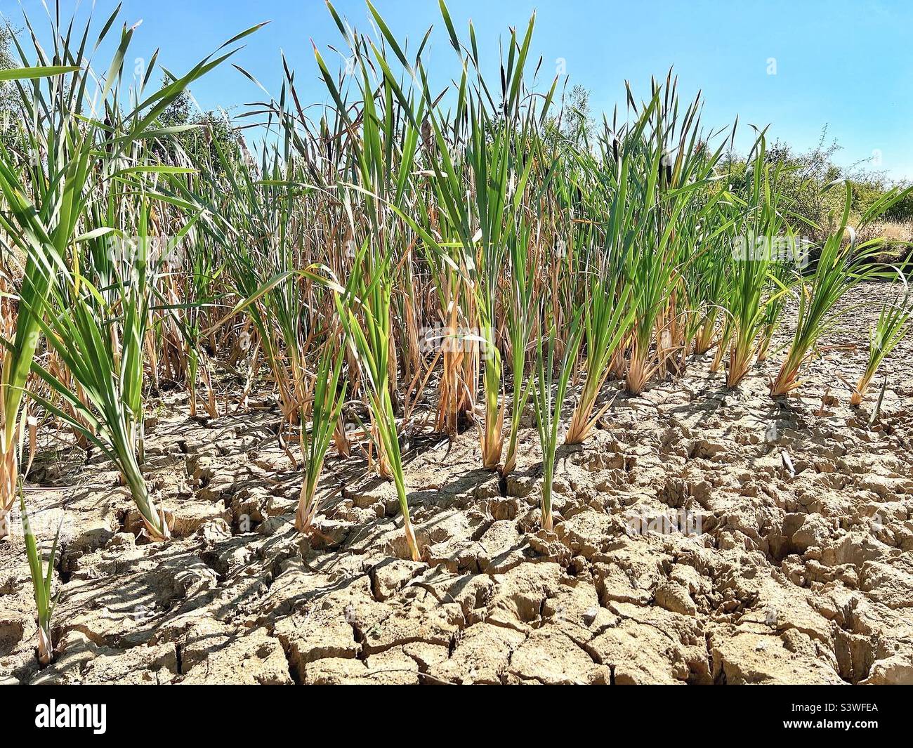 Dried up pond with large cracks in base and reeds growing through after drought - Smartphone Captured Stock Image