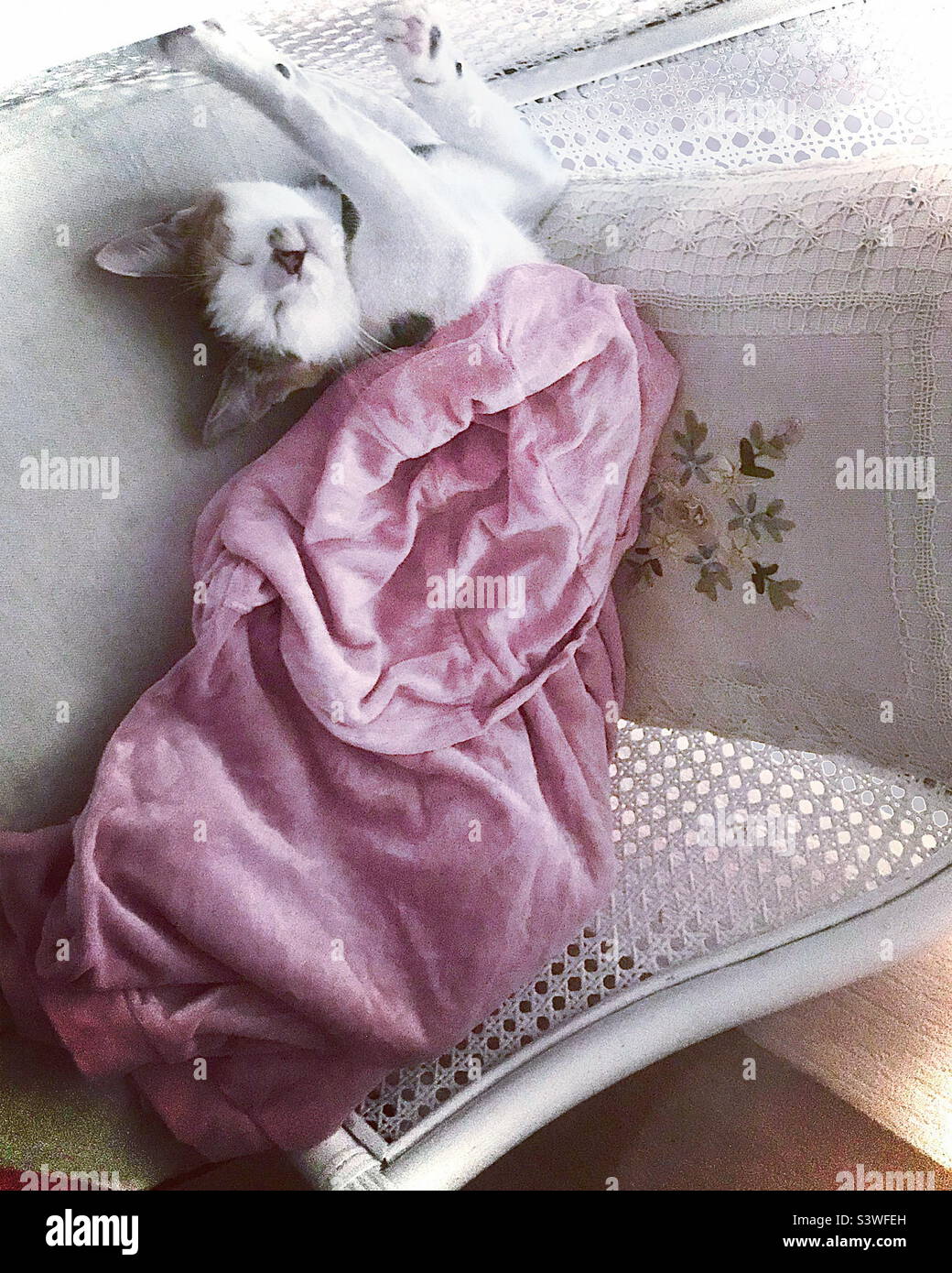 Cat named Cookie sleeping on the white chair under the pink plush blanket like a princess Stock Photo