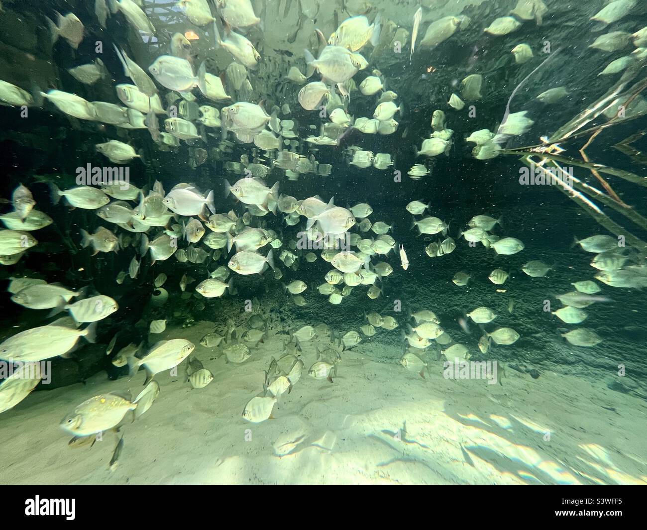 Fish in the aquarium, reflection Stock Photo