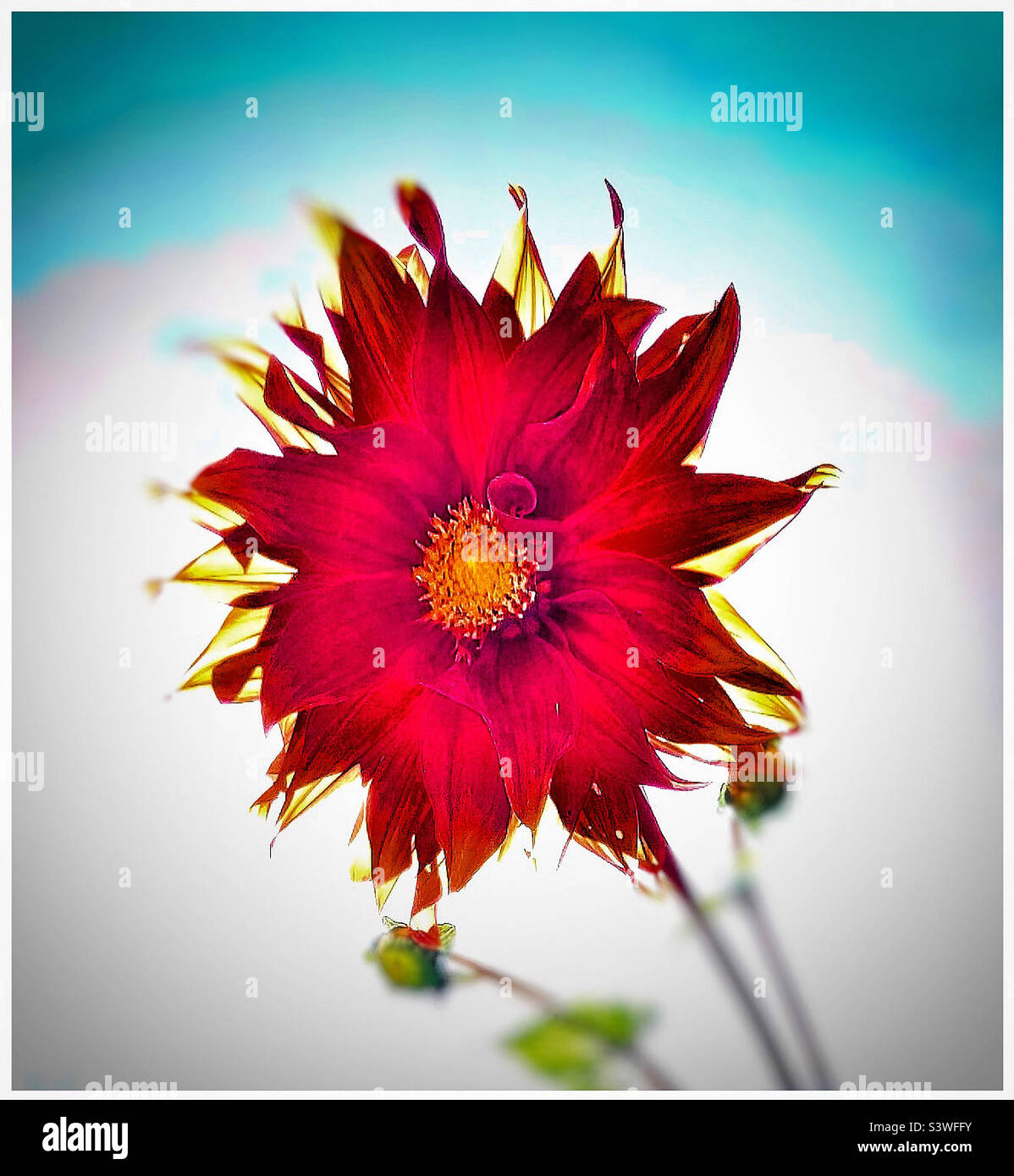 Colourful Dahlia flower. Stock Photo