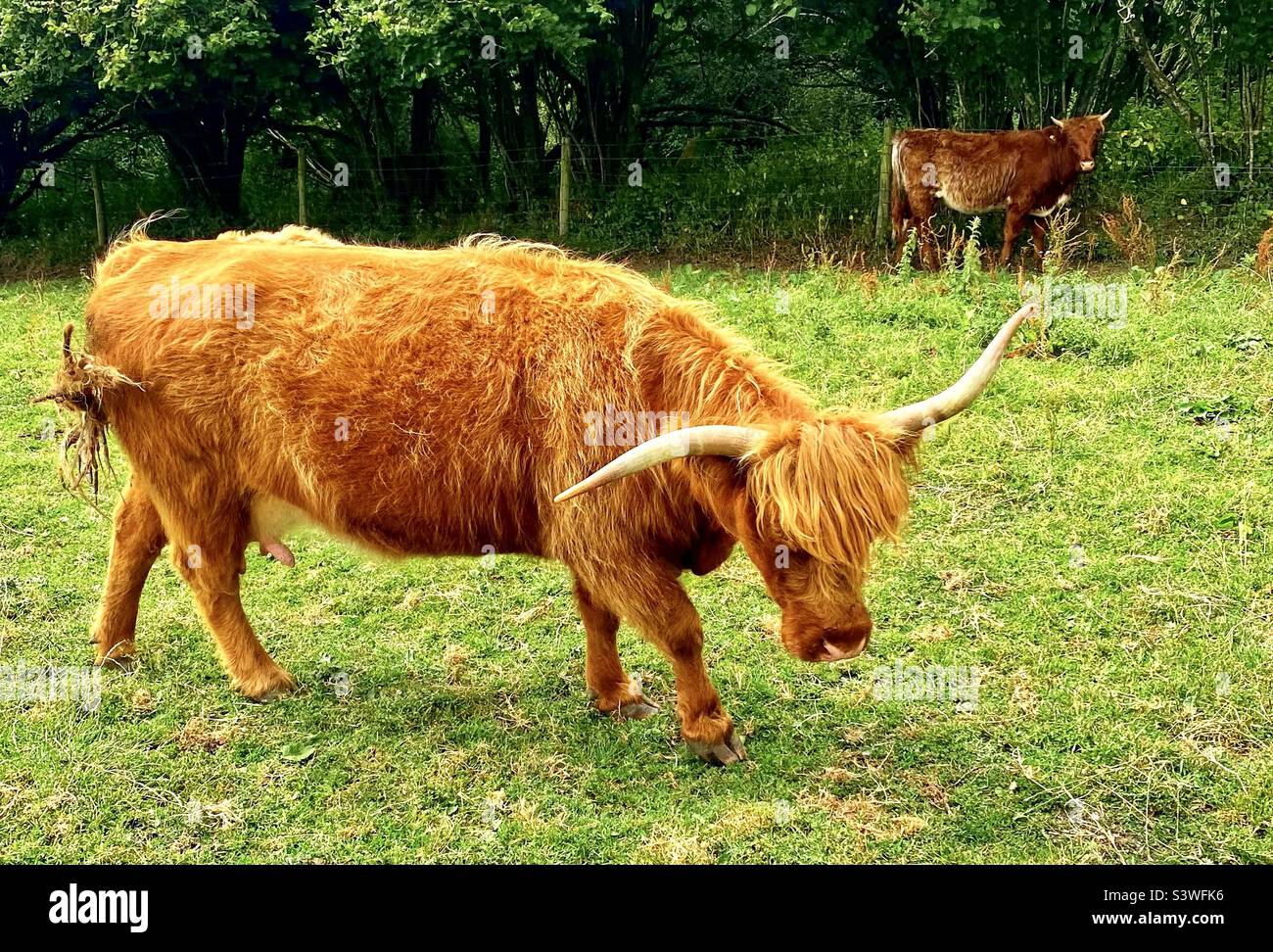 Highland cattle In Dorset Stock Photo