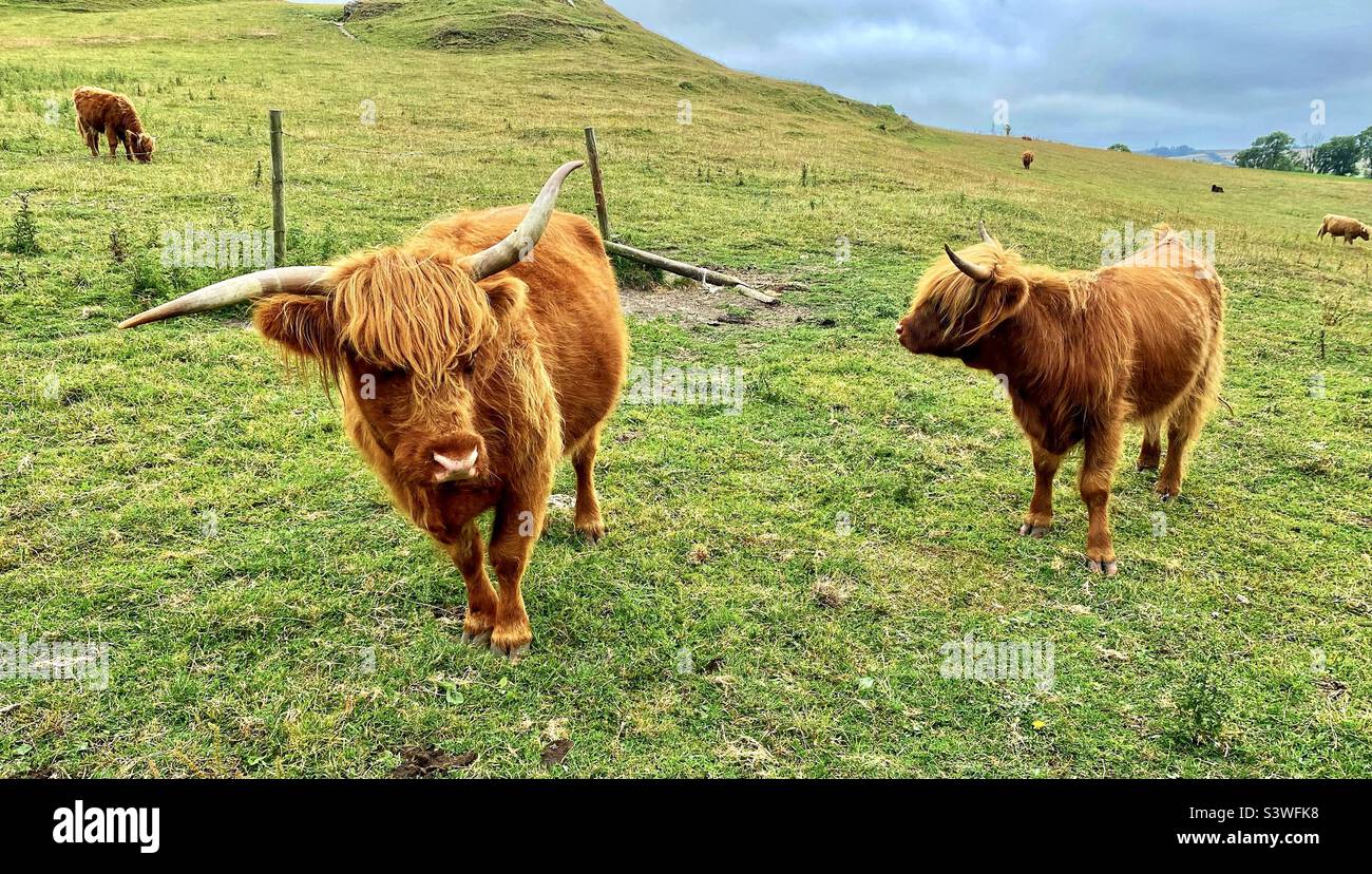 Highland cattle in Dorset - Smartphone Captured Stock Image