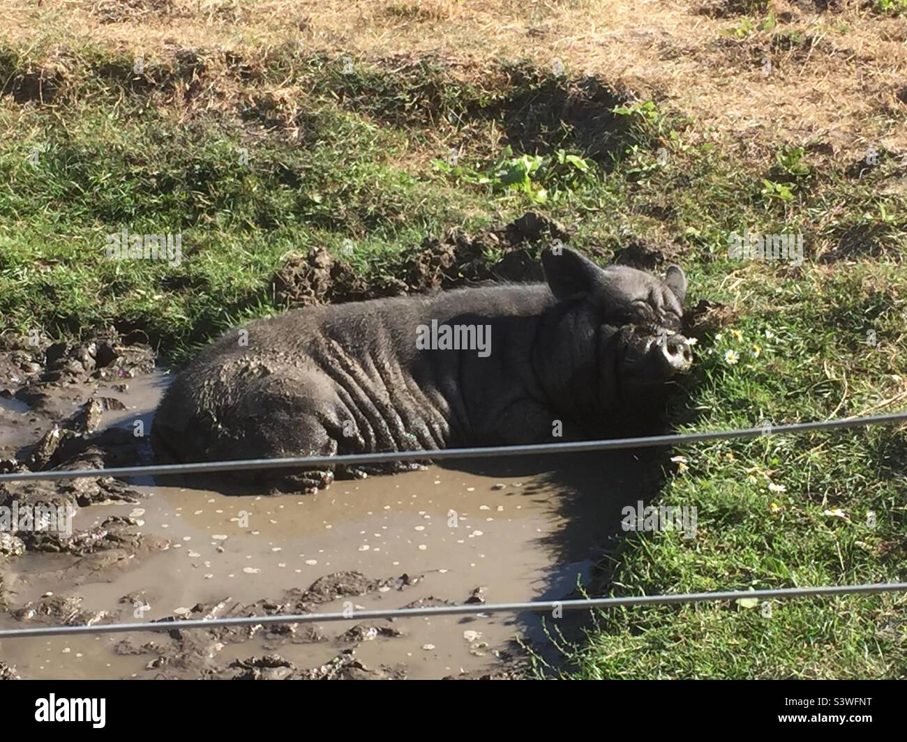 Like a pig in mud Stock Photo