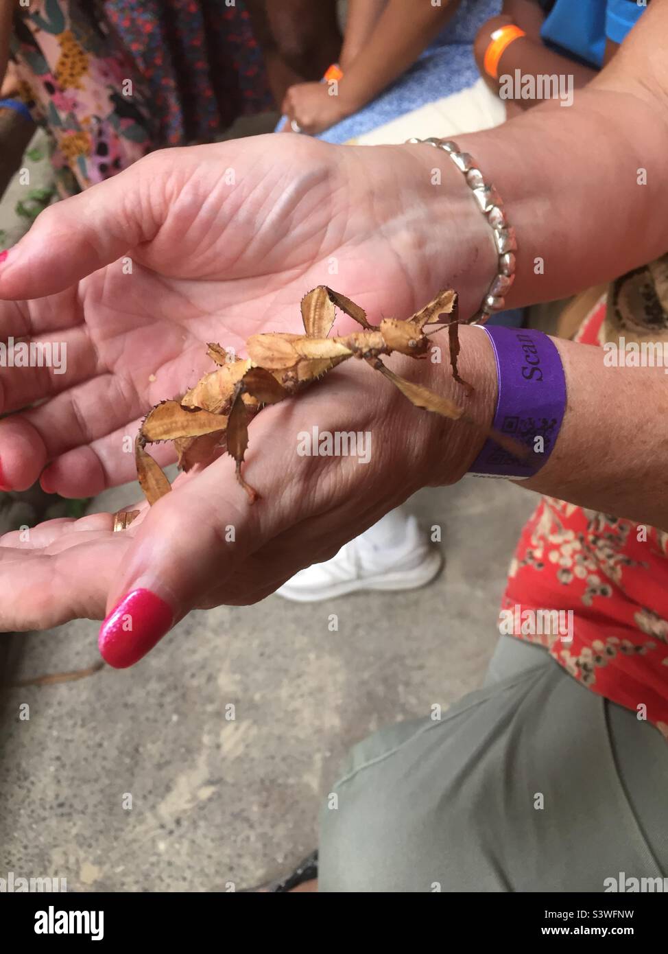 Woman holding a stick insect in her hands Stock Photo