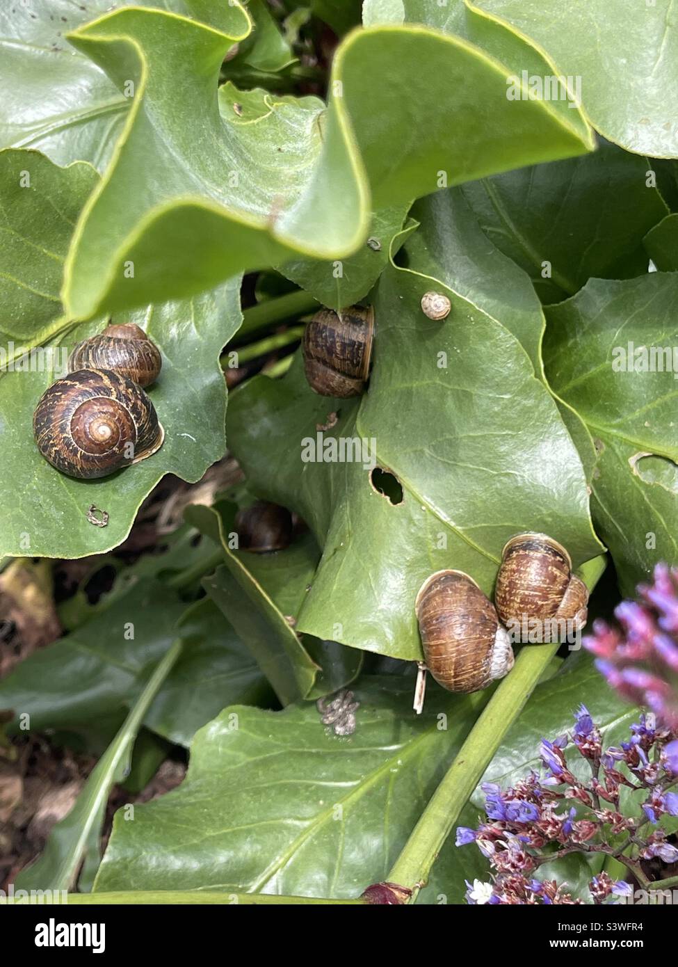 Snails on a Plant Stock Photo Alamy