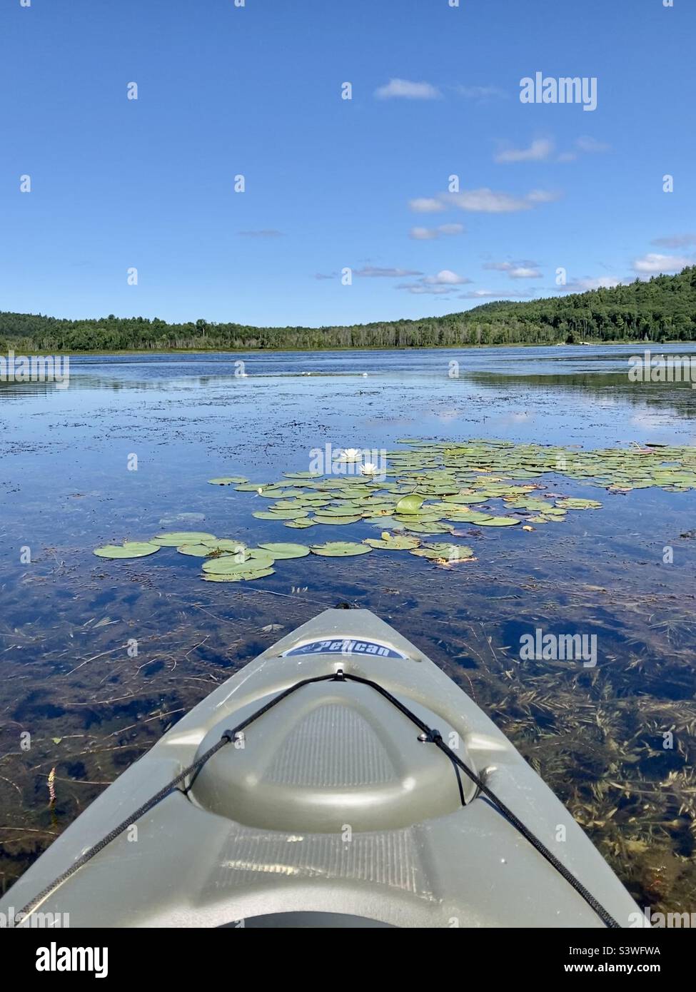 The lotus out on La Peche Lake. - Smartphone Captured Stock Image