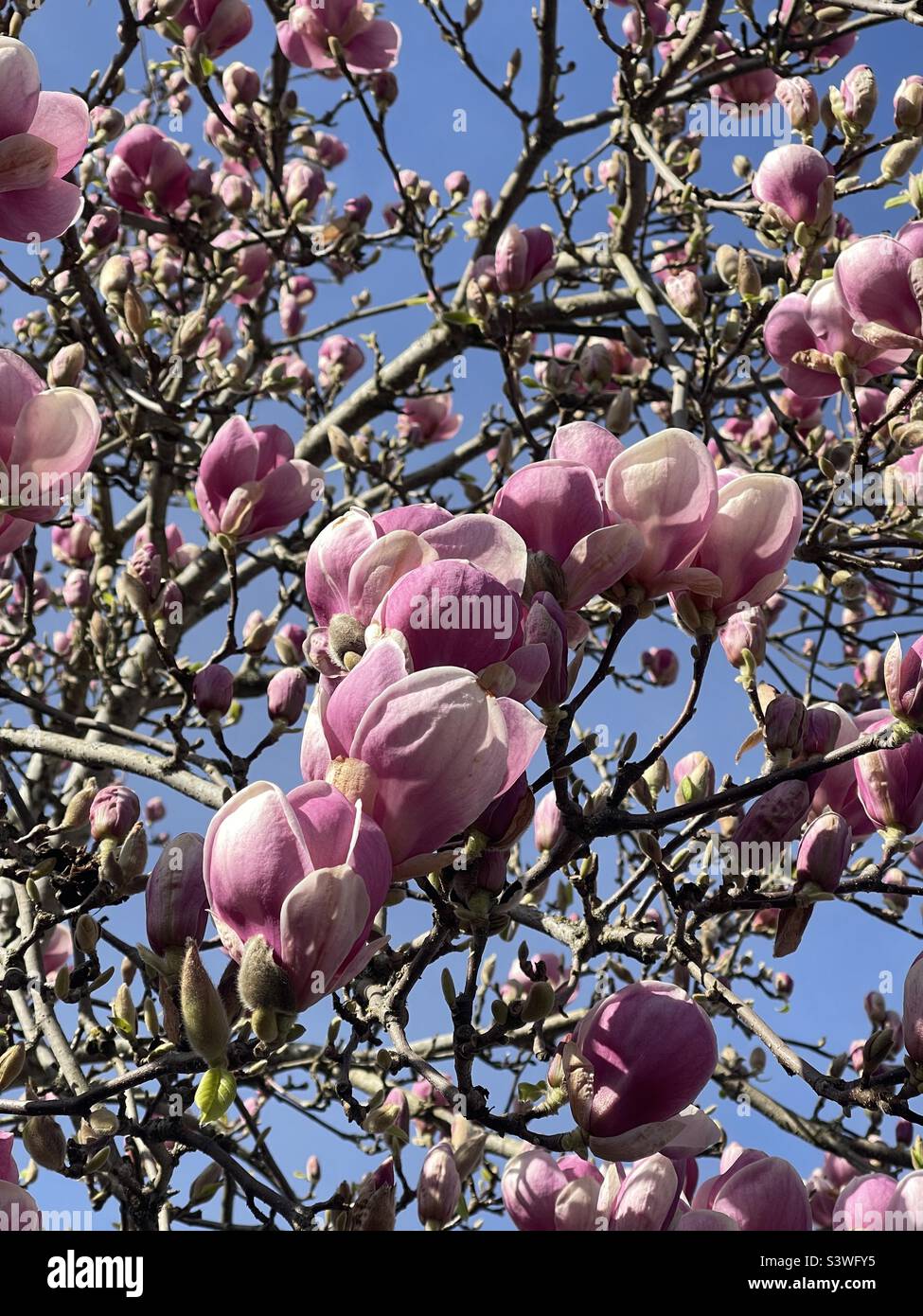 Pink magnolia in full bloom Stock Photo