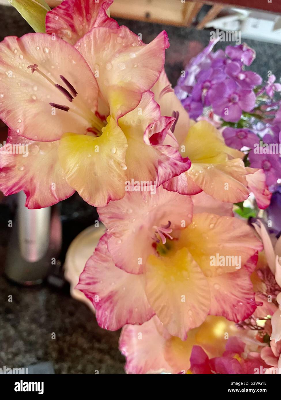 Pink gladiolus - Smartphone Captured Stock Image