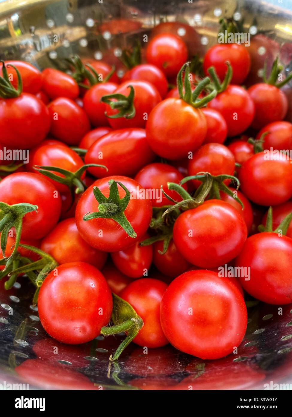 Freshly picked cherry tomatoes in a drainer Stock Photo - Alamy