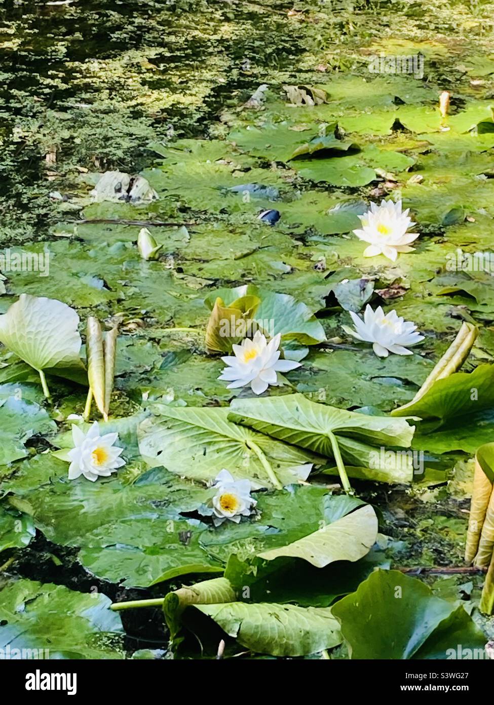 Lily pads pond flowers hi-res stock photography and images - Alamy
