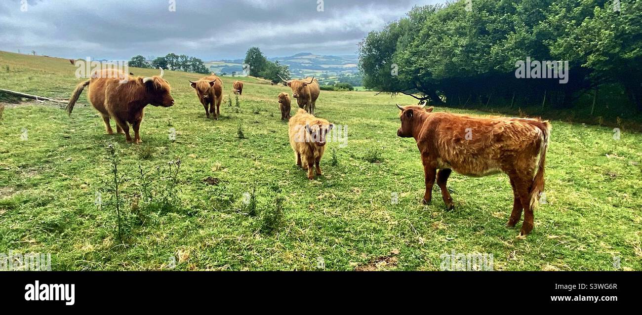 Highland cattle in Dorset - Smartphone Captured Stock Image