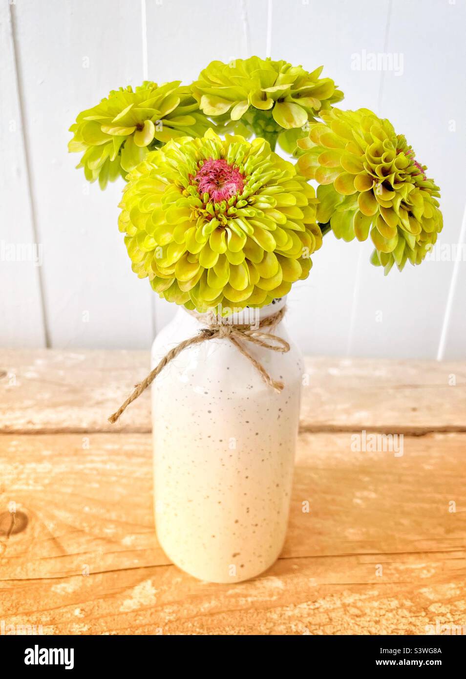 Lime green zinnias in a pottery vase. - Smartphone Captured Stock Image
