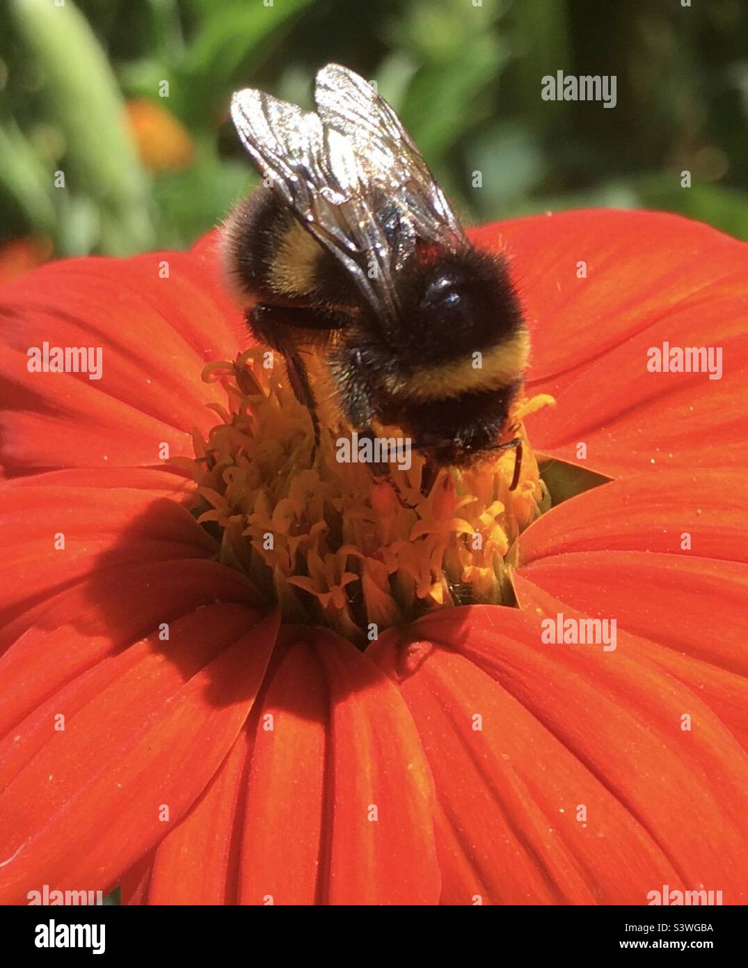 Bee, flower, orange, green, nature , beauty Stock Photo