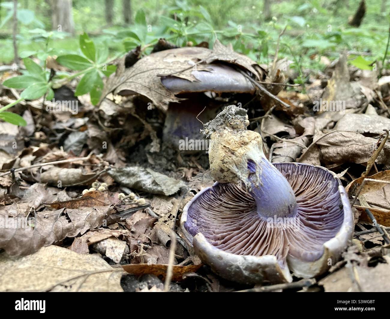 Forest Floor Insects photo