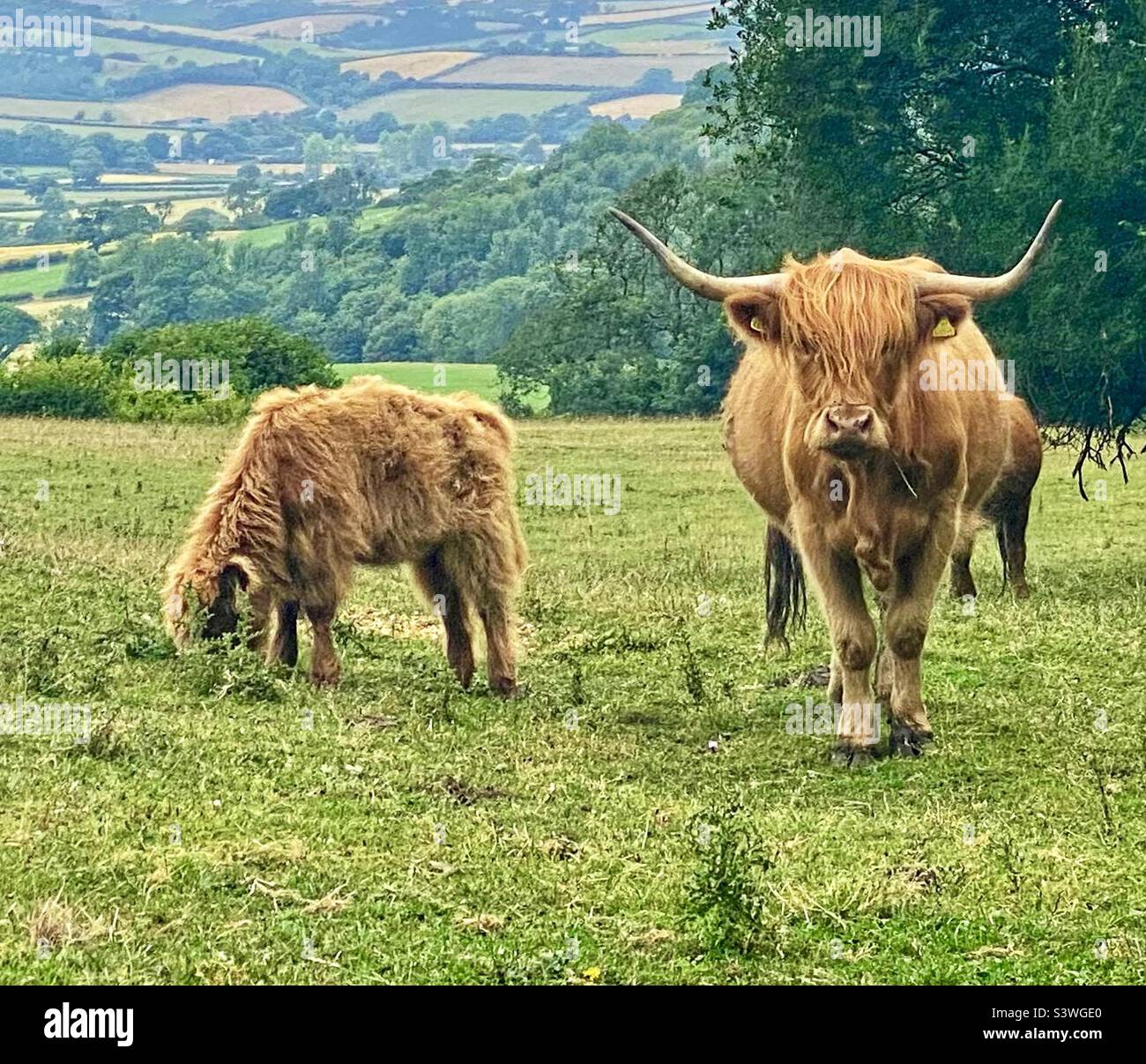 Highland cattle in Dorset Stock Photo