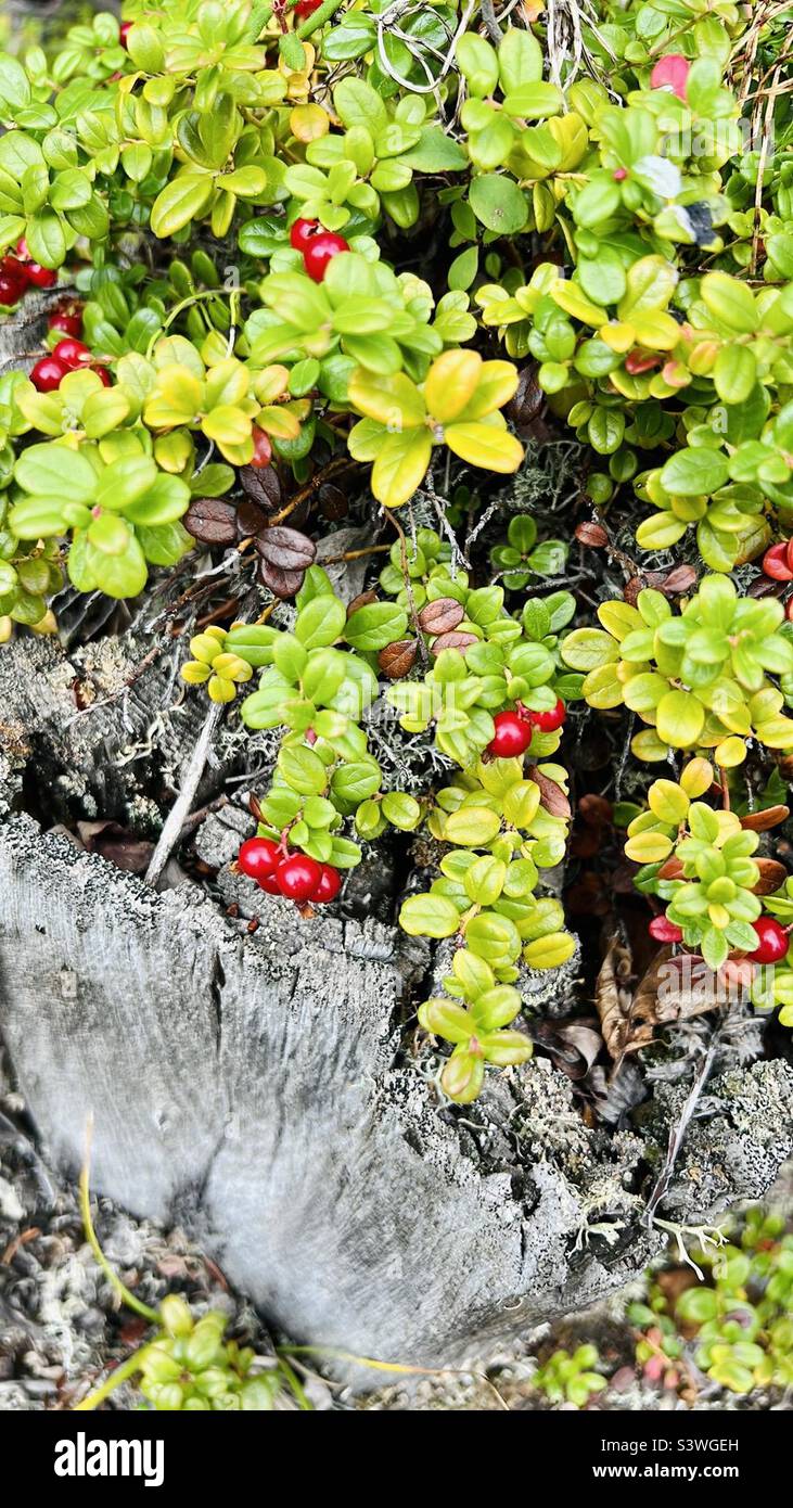 Lingonberries growing wild in Alaska Stock Photo Alamy